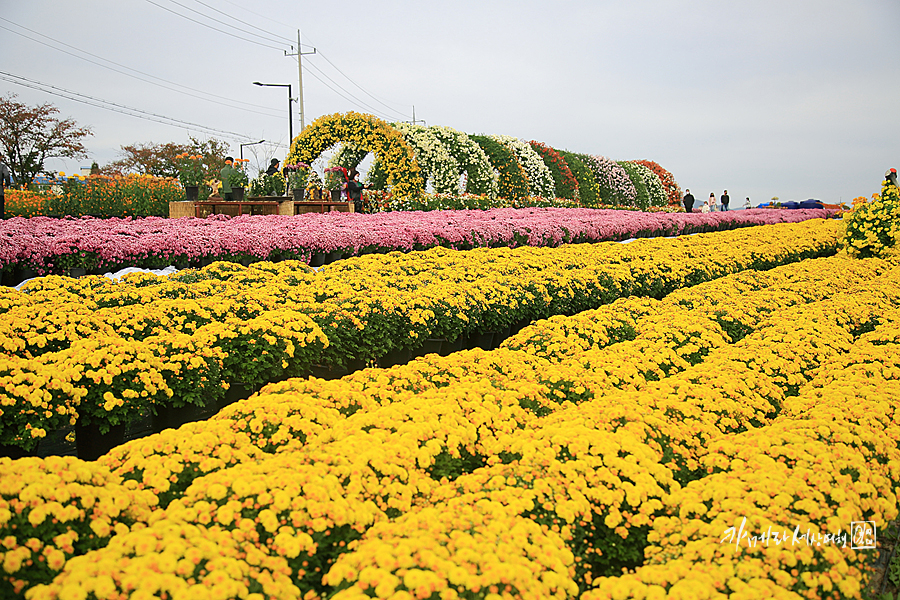 연천 전곡리국화축제 꽃구경 가을여행지 꽃축제