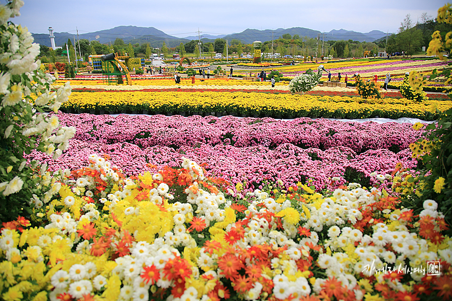 연천 전곡리국화축제 꽃구경 가을여행지 꽃축제