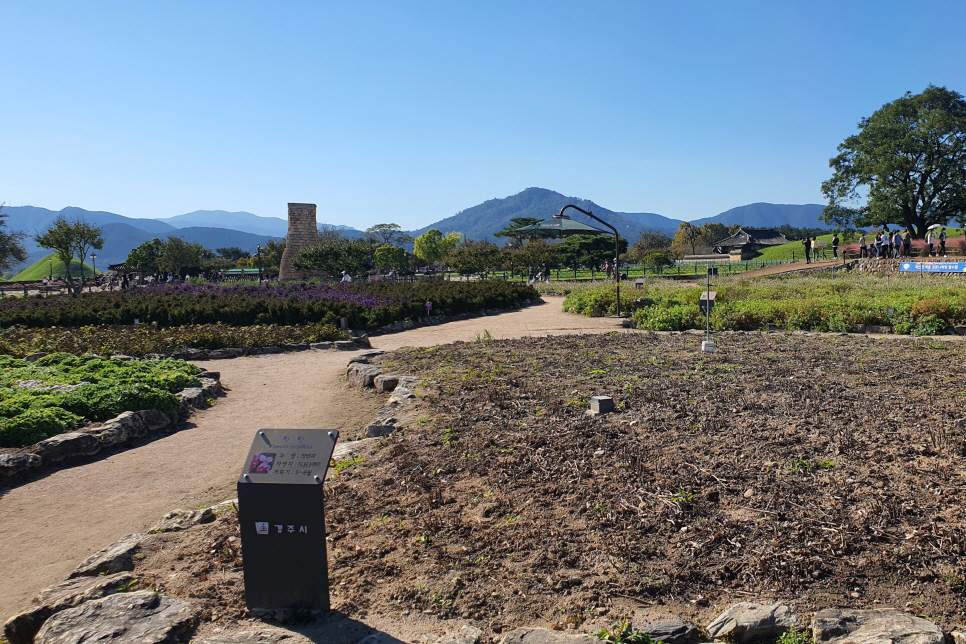 경북 여행 가볼만한곳 경주 핑크뮬리 첨성대에서 가을 꽃 구경