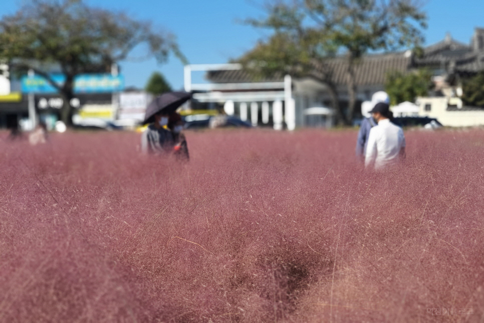 경북 여행 가볼만한곳 경주 핑크뮬리 첨성대에서 가을 꽃 구경