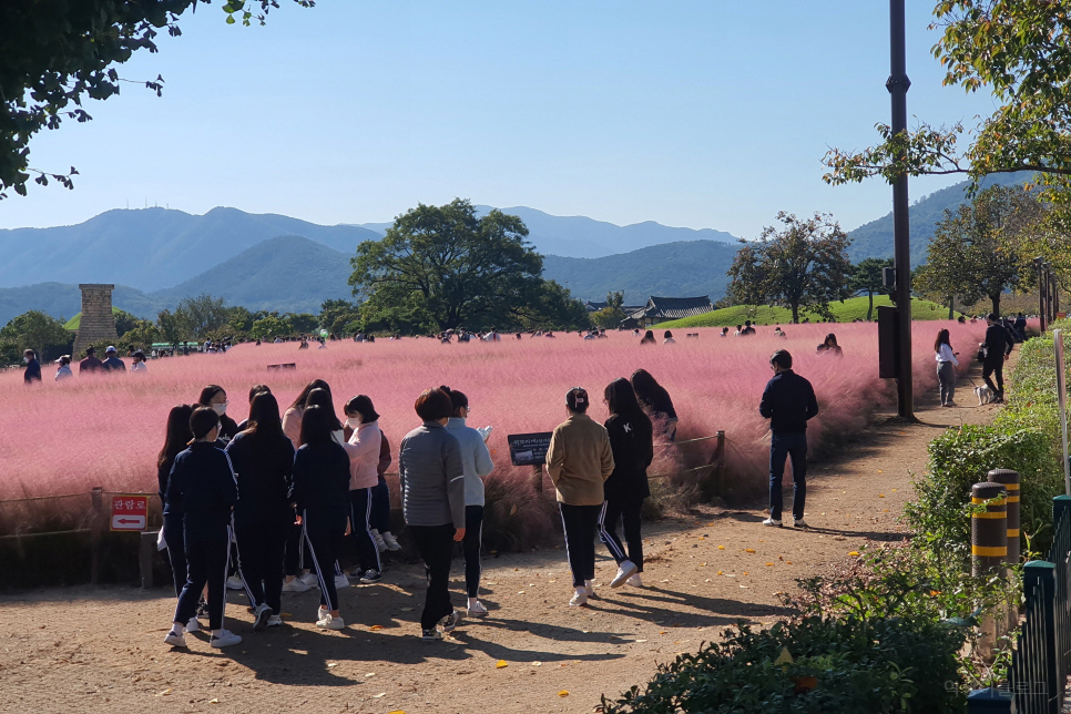 경북 여행 가볼만한곳 경주 핑크뮬리 첨성대에서 가을 꽃 구경