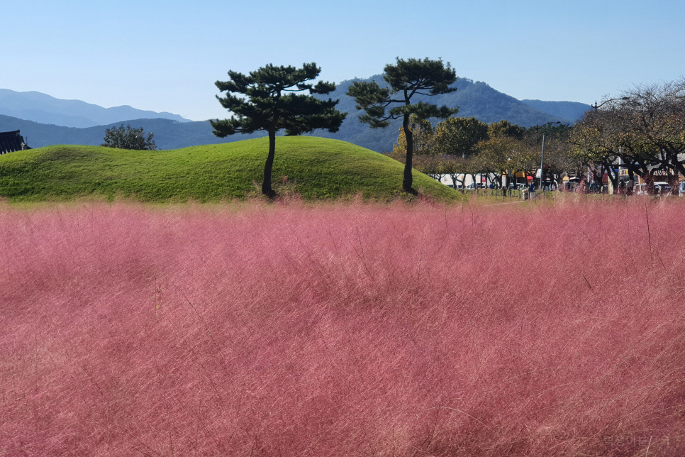 경북 여행 가볼만한곳 경주 핑크뮬리 첨성대에서 가을 꽃 구경