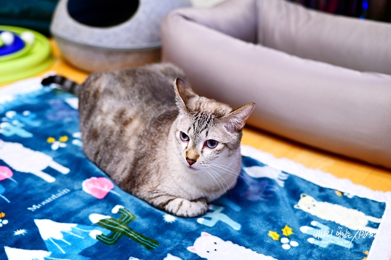 고양이 습식사료 고양이 입맛 돋우는 로얄캐닌 습식 센서리