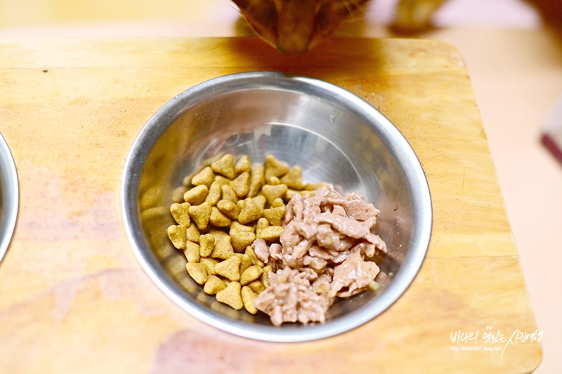 고양이 습식사료 고양이 입맛 돋우는 로얄캐닌 습식 센서리