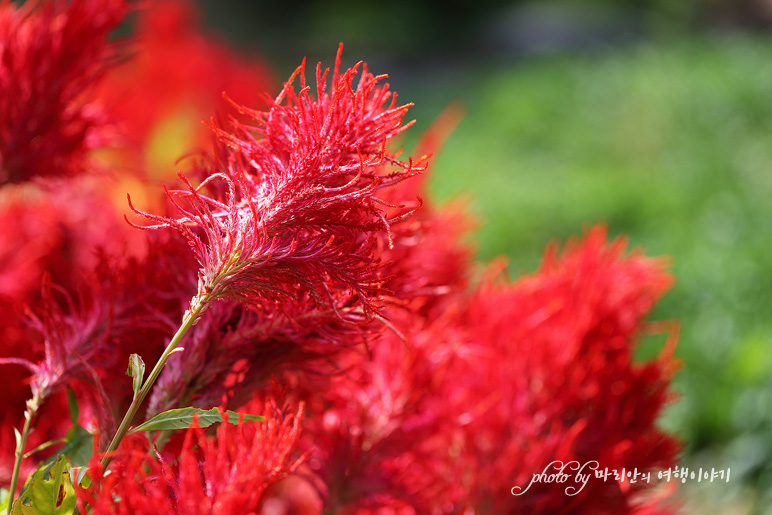 제주 가을 여행 제주도 한림 꽃구경 서부농업기술센터 맨드라미