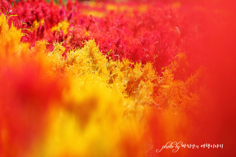 제주 가을 여행 제주도 한림 꽃구경 서부농업기술센터 맨드라미