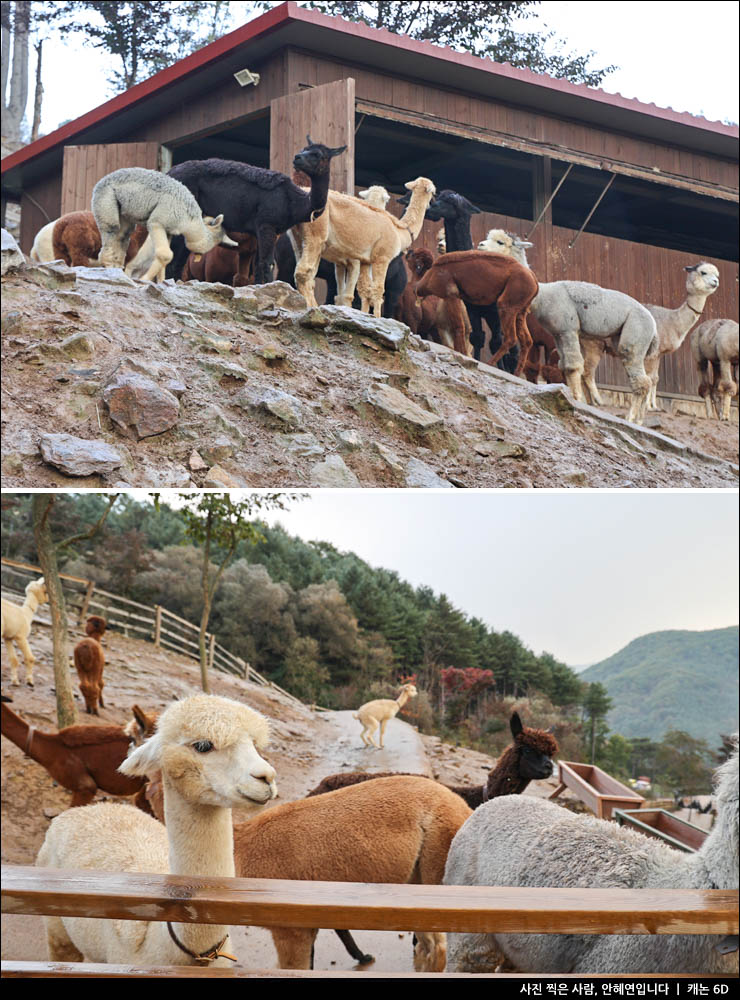 국내 당일치기 여행 홍천 알파카월드