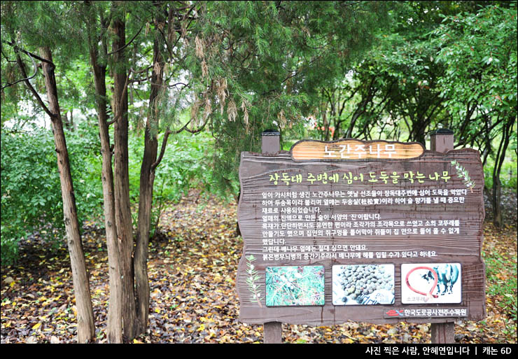 비오는날 여행 한국도로공사 전주 수목원 산책로