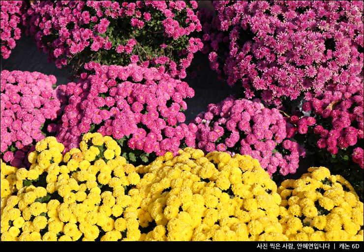 서울 나들이 사찰 봉은사 주차 가을 꽃구경 템플스테이