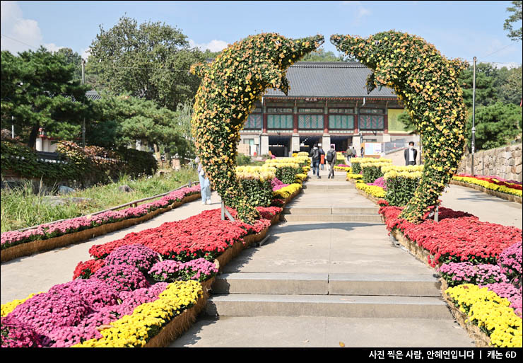 서울 나들이 사찰 봉은사 주차 가을 꽃구경 템플스테이