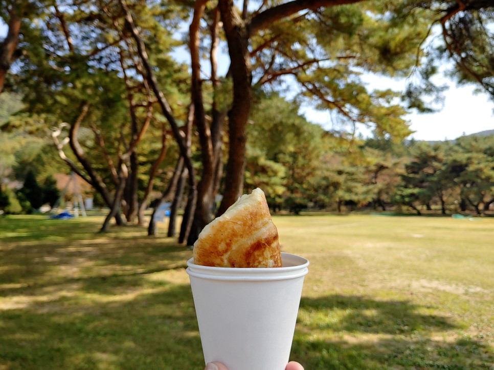 충북 여행 보은가볼만한곳,  속리산 국립공원  법주사 세조길 단풍여행 정이품송