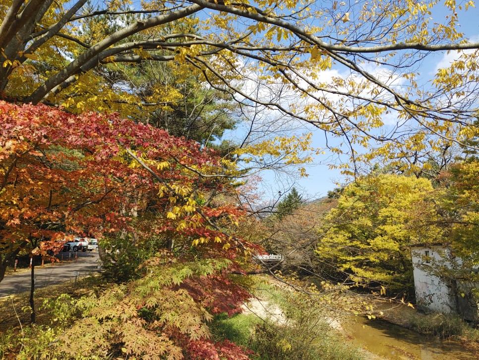 충북 여행 보은가볼만한곳,  속리산 국립공원  법주사 세조길 단풍여행 정이품송