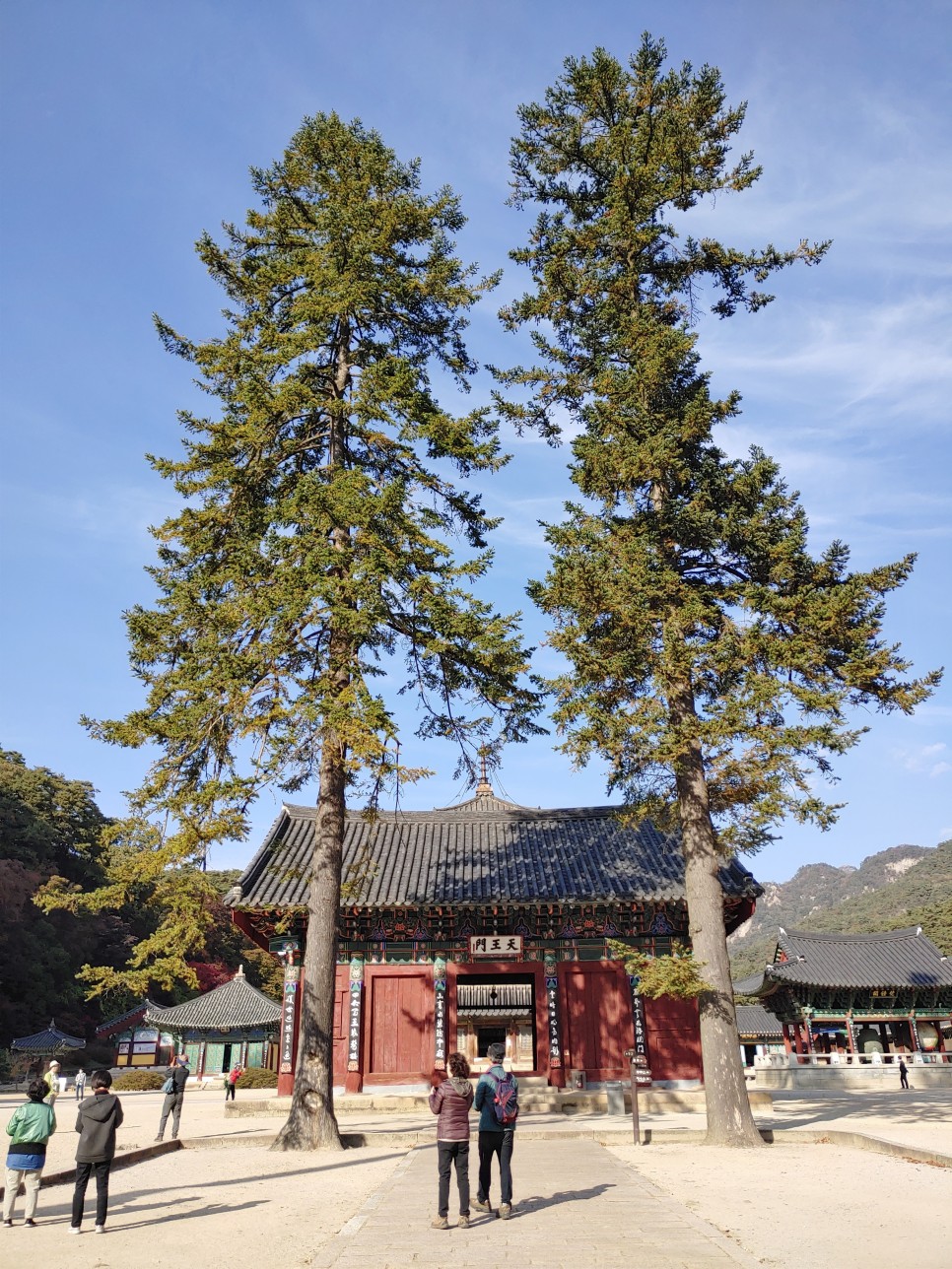 충북 여행 보은가볼만한곳,  속리산 국립공원  법주사 세조길 단풍여행 정이품송