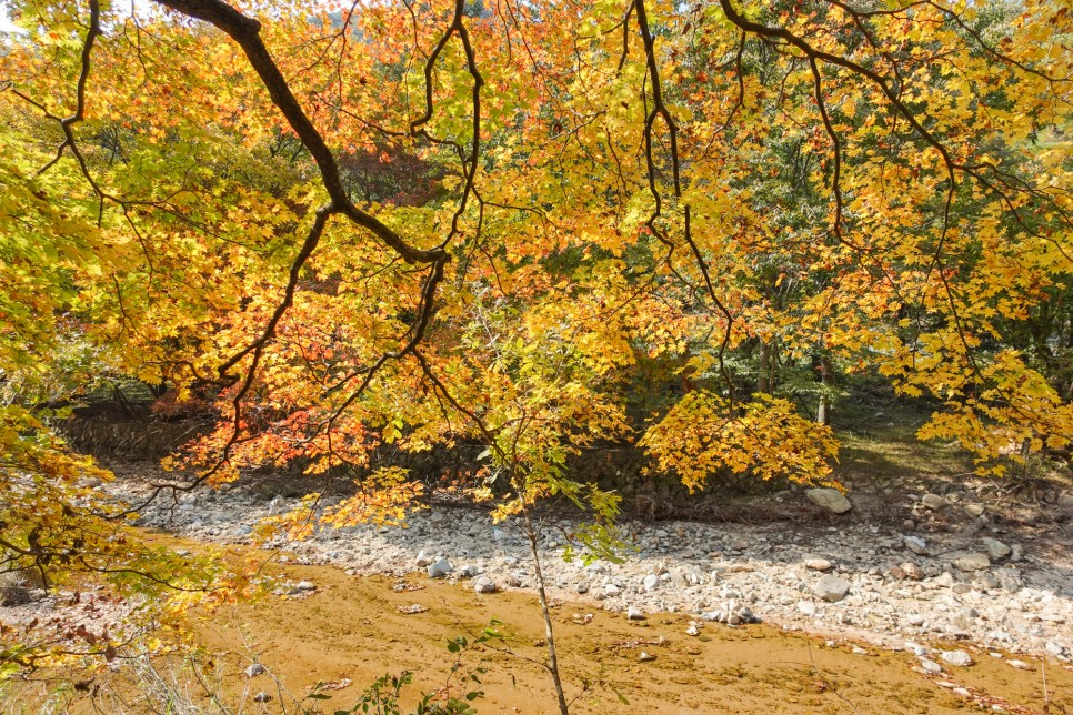 충북 여행 보은가볼만한곳,  속리산 국립공원  법주사 세조길 단풍여행 정이품송