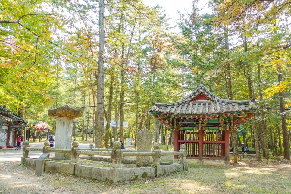 충북 여행 보은가볼만한곳,  속리산 국립공원  법주사 세조길 단풍여행 정이품송