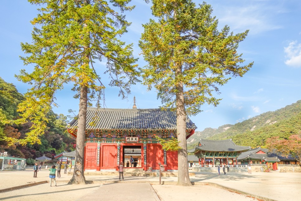 충북 여행 보은가볼만한곳,  속리산 국립공원  법주사 세조길 단풍여행 정이품송