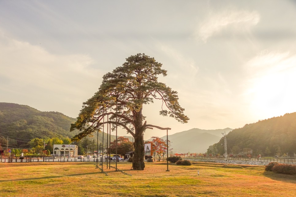 충북 여행 보은가볼만한곳,  속리산 국립공원  법주사 세조길 단풍여행 정이품송