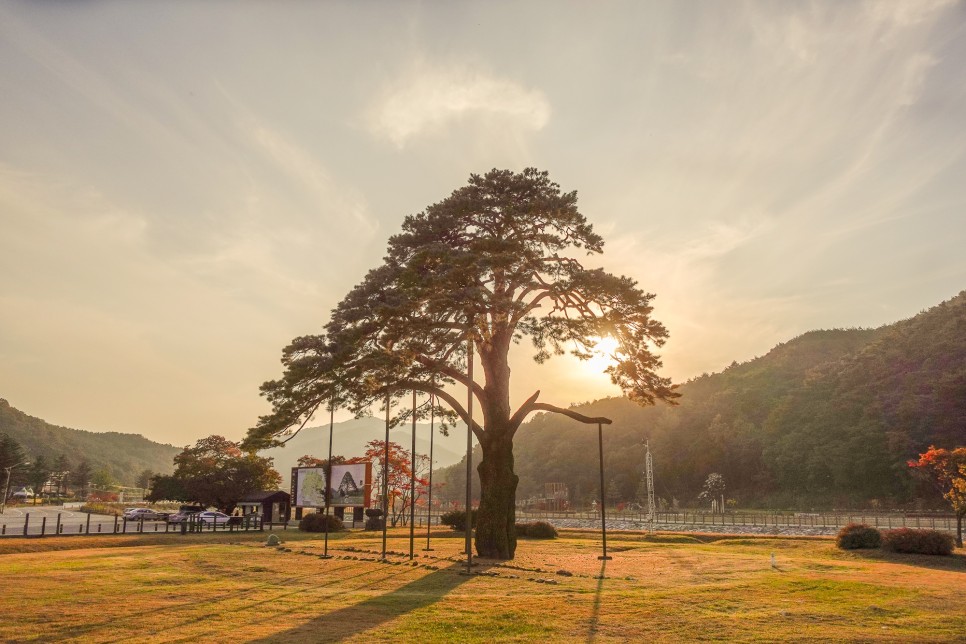 충북 여행 보은가볼만한곳,  속리산 국립공원  법주사 세조길 단풍여행 정이품송