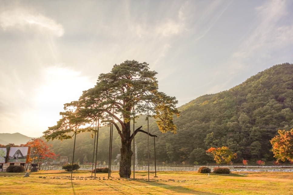 충북 여행 보은가볼만한곳,  속리산 국립공원  법주사 세조길 단풍여행 정이품송