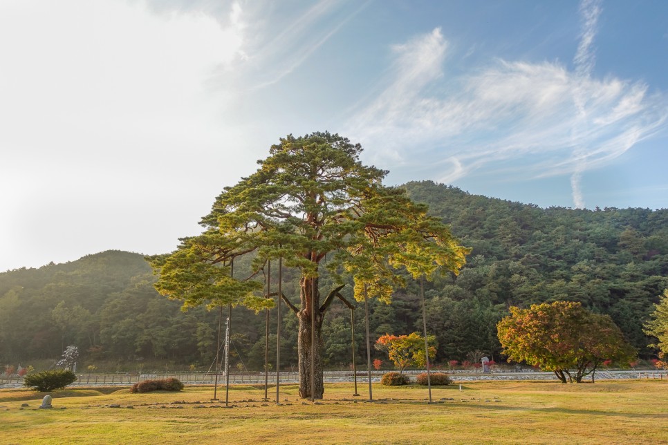 충북 여행 보은가볼만한곳,  속리산 국립공원  법주사 세조길 단풍여행 정이품송