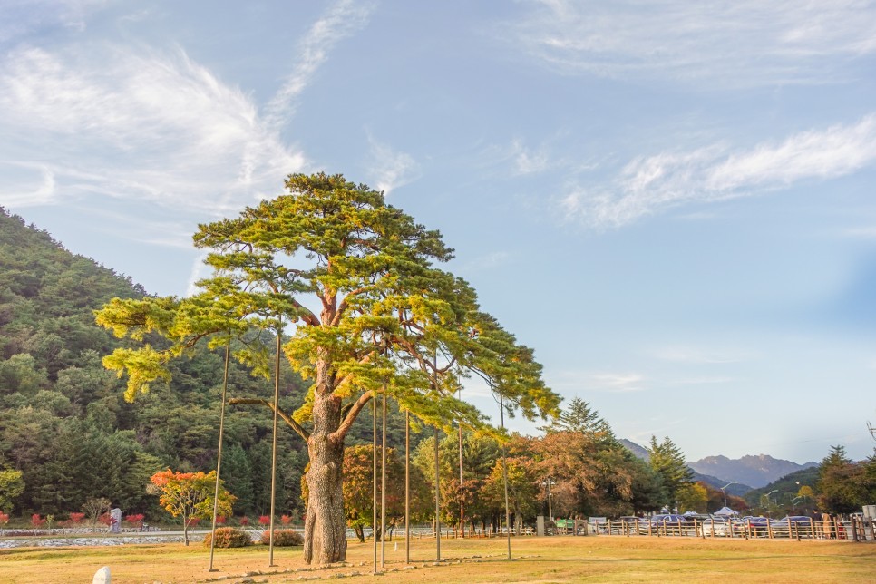 충북 여행 보은가볼만한곳,  속리산 국립공원  법주사 세조길 단풍여행 정이품송