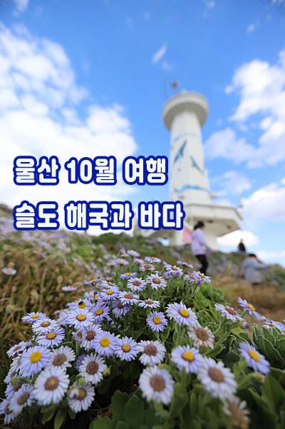 울산여행 10월여행 슬도 해국 가을꽃과 바다