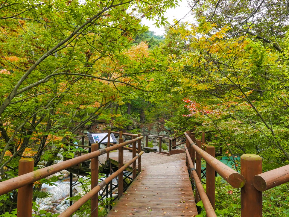 은빛 가을이 찾아온 합천 :: 별빛농장, 해인사, 황매산, 커피체험마을, 화랑레포츠, 합천패러글라이딩파크, 정원테마파크, 합천영상테마파크, 합천 가볼만한곳