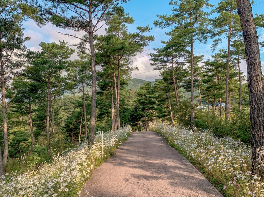 은빛 가을이 찾아온 합천 :: 별빛농장, 해인사, 황매산, 커피체험마을, 화랑레포츠, 합천패러글라이딩파크, 정원테마파크, 합천영상테마파크, 합천 가볼만한곳