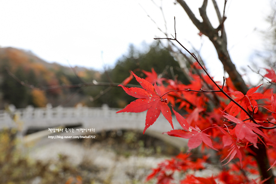 가을 단풍 명소 평창 오대산 월정사 전나무숲길