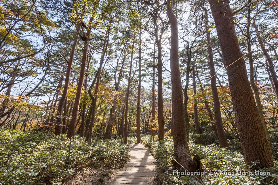 제주도 가볼만한곳 용머리해안 송악산둘레길 쇠소깍 금오름 제주 관광지 핫플 여행