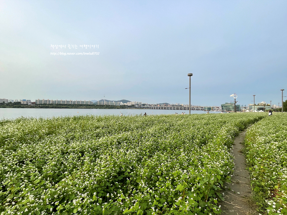 반포 한강공원 추천 서래섬 메밀꽃 구경 한강걷기