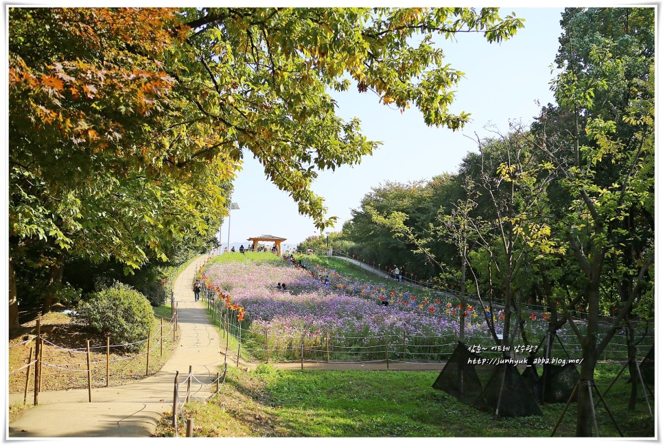 서울 올림픽공원 들꽃마루/핑크뮬리/장미광장/오징어게임 술래잡기 무궁화꽃이피었습니다 인형 영희인형