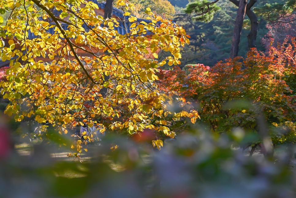 서울 가볼만한곳 은평한옥마을 진관사 단풍 (+주차장 정보)