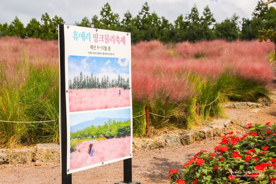 제주 가을여행 휴애리 자연생활공원 핑크뮬리 축제 아직 진행중!
