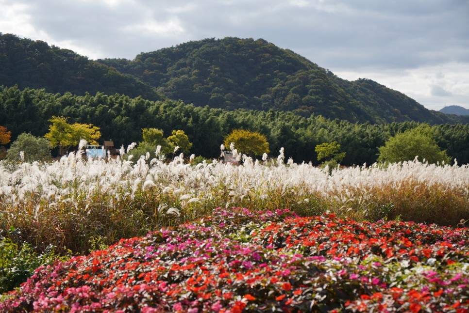 울산 여행 태화강 국가정원 국화축제 11월 가을 꽃축제