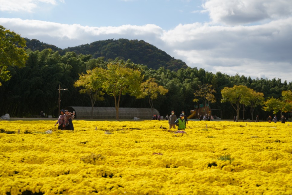 울산 여행 태화강 국가정원 국화축제 11월 가을 꽃축제