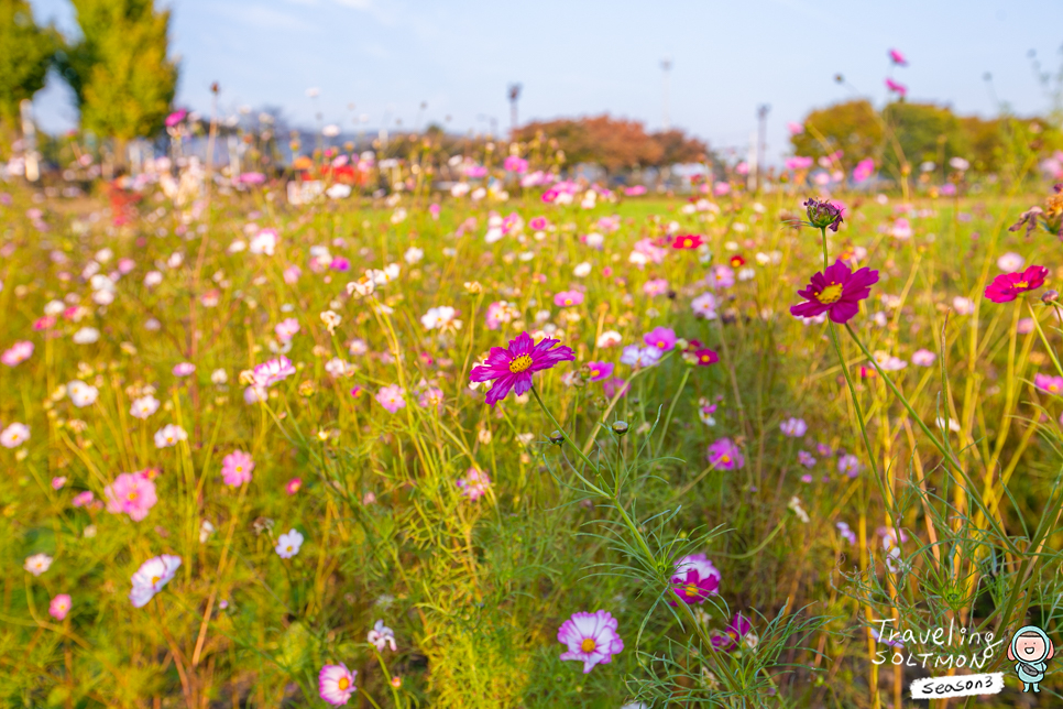 실시간 경주 핑크뮬리 첨성대 근처