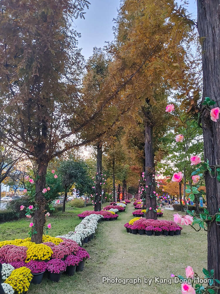 대전 가볼만한곳 가을 여행지 데이트 볼거리 다양한 유림공원 꽃구경 나들이
