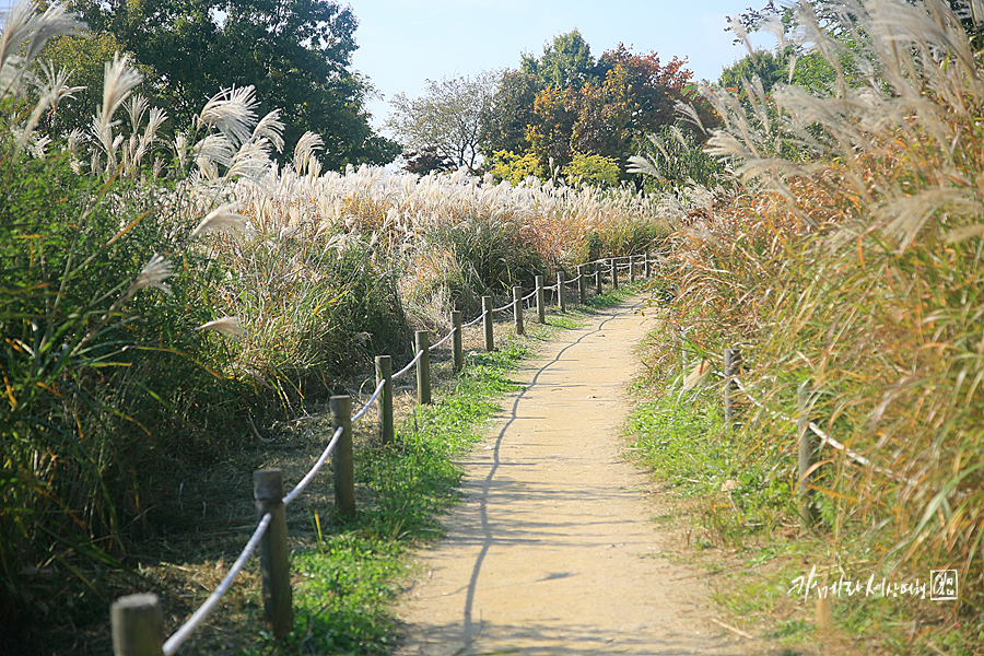 서울 상암 하늘공원 억새 핑크뮬리 산책하기 좋은곳 가을나들이