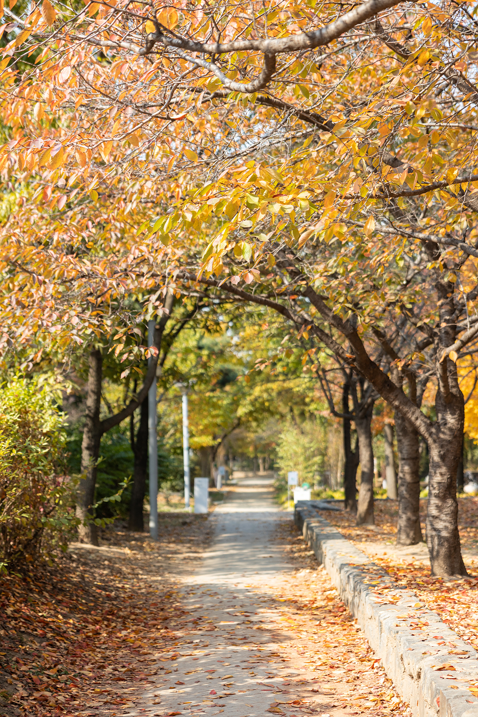 서울숲 단풍과 은행나무길 위치, 서울 단풍명소 풍경