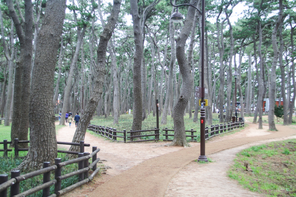 울산 가볼만한곳 대왕암공원 출렁다리 ~ 울산 바다 여행