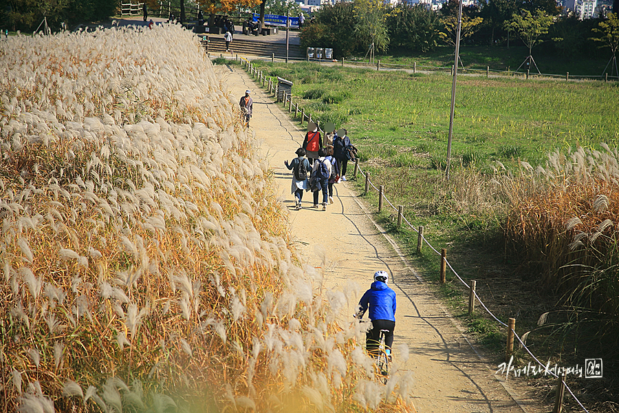 서울 상암 하늘공원 억새 핑크뮬리 산책하기 좋은곳 가을나들이