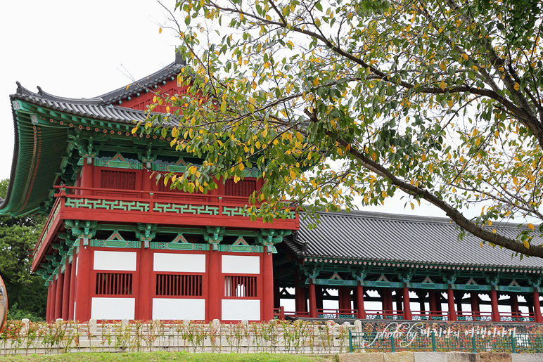 경주 가볼만한곳 10월 첨성대 핑크뮬리 국내 뚜벅이 여행