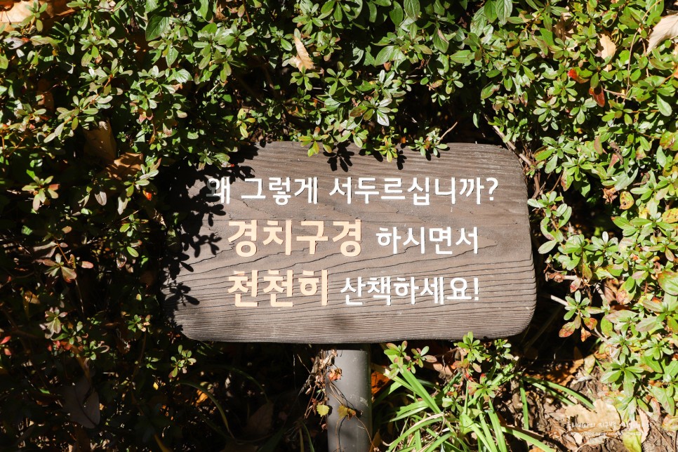경기도 광주 곤지암 화담숲 단풍여행 (ft. 예약 모노레일 팁)