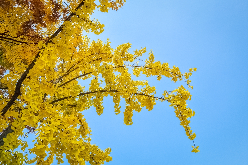갤럭시S21 플러스 촬영, 보라매공원 가을풍경
