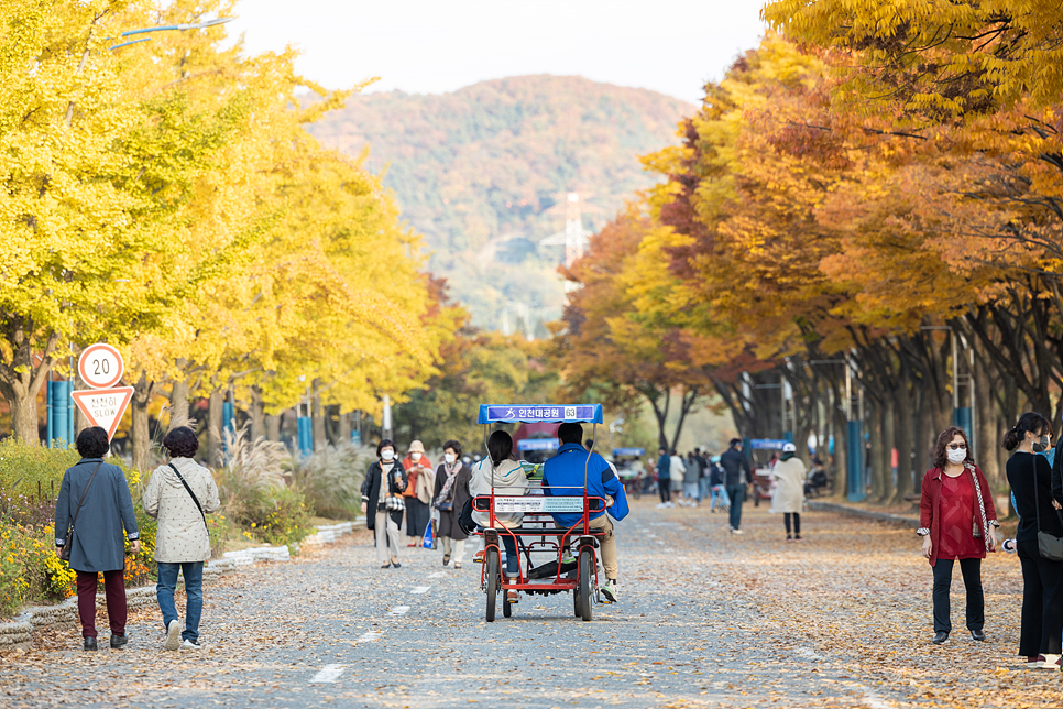 인천 단풍 명소 데이트 인천대공원 은행나무 구경 지금이 절정