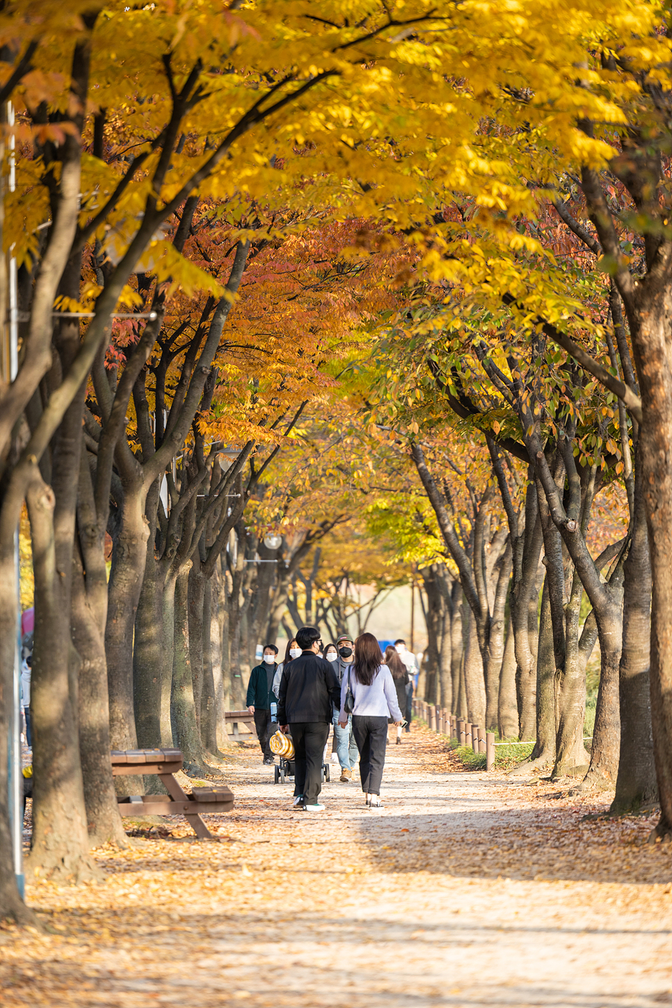 인천 단풍 명소 데이트 인천대공원 은행나무 구경 지금이 절정