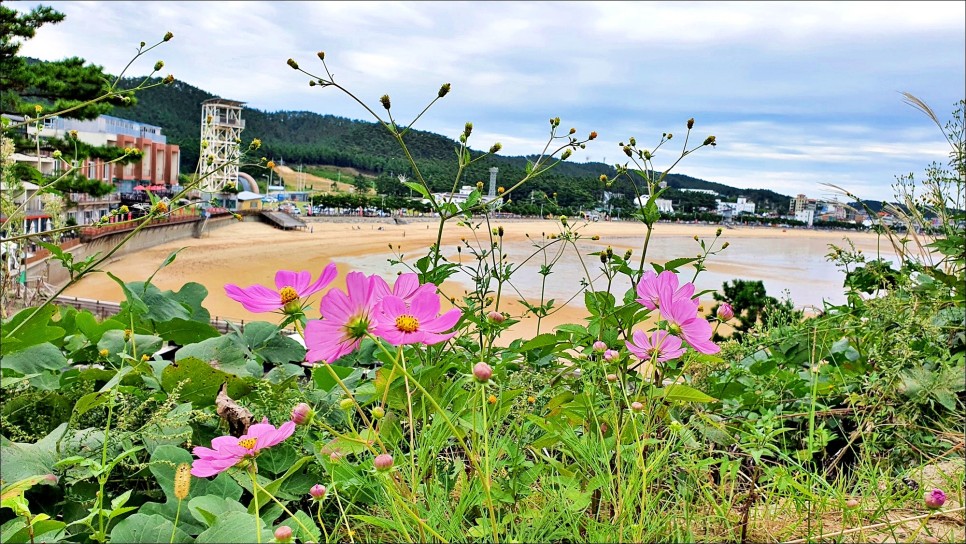 안면도 갈만한곳 만리포해수욕장 국내바다여행 & 안면도 숙소!