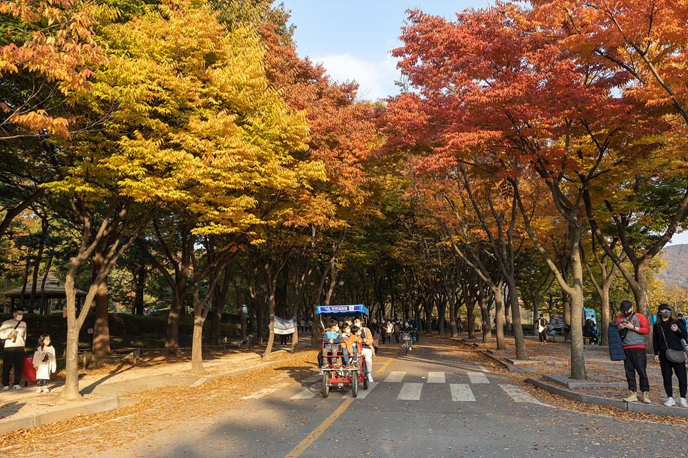 인천 단풍 명소 데이트 인천대공원 은행나무 구경 지금이 절정