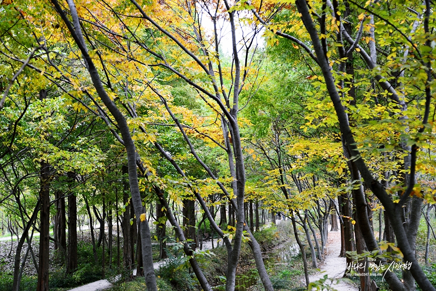경주 여행코스 불국사 경북 산림환경연구원 등 가을단풍명소